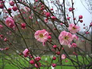榆叶梅与梅花的区别