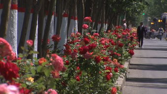 月季之韵，廊坊之美