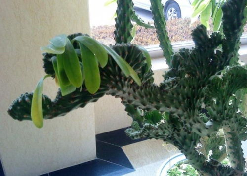 广东肇庆苗圃的处理流程， 你得知道