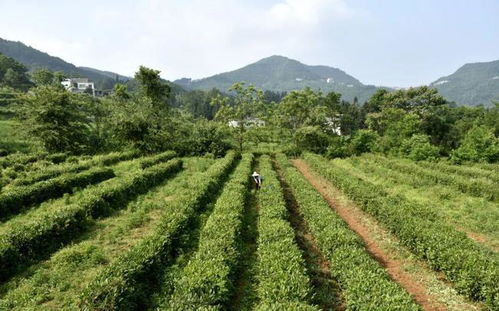 泸县桂圆产业面临升级，传统种植模式需革新