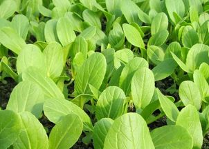 “鸡毛菜种植的最佳时间是什么时候