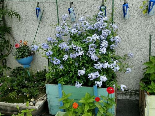 五、校园花圃的养护与管理