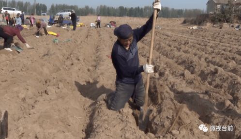 红沙泥土种植的智慧博弈