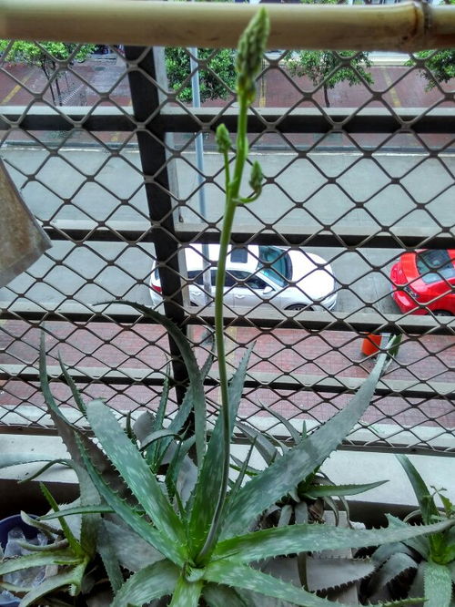 芦荟开花，风水讲究有哪些
