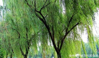 柳树， 长长细细，随风飘扬，好像仙女