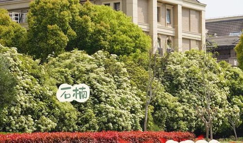 石楠花坚韧迷人，它是否适合作为城市绿化中的常绿植物