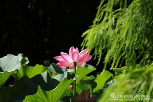 汗莲花冬天黄叶，是缺水还是低温