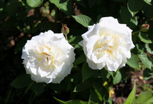 花期的长短之谜