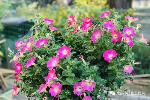 施肥浇水，花儿笑颜