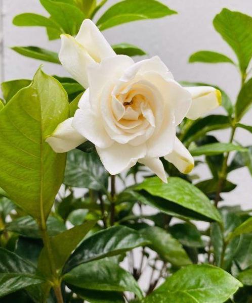 北方养茶花的挑战