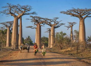 第一种说法：白柴油树，这个名字听起来就有点神秘味儿