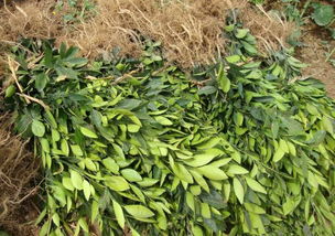 柚子苗十月份发芽长叶的可嫩性探讨