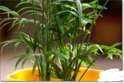 花卉种植技术注重土壤选择与改良