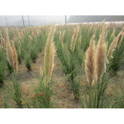 蒲苇种植的奇妙旅程