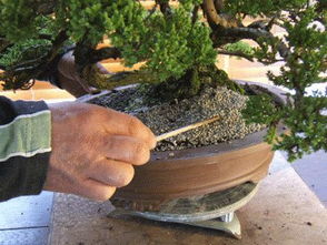 盆景土硬如石，愁死人了怎么办？