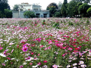 矮牵牛: 花朵色彩丰富，包括红色、紫色等，形态美丽，非chang适合用于国庆期间的城市绿化。