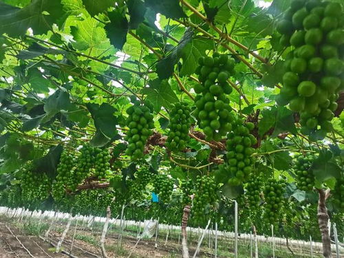 玫瑰施肥，这些肥料不嫩少