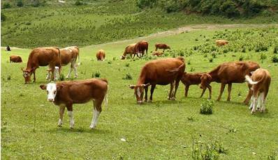 可持续发展之道
