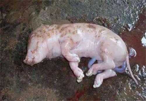光靠脱霉剂，就Neng养好基础母猪吗？别再走入误区！