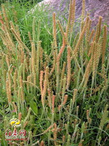 车前子种植方法：基础知识大揭秘