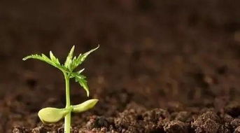 毛叶苕子让土壤变好