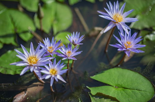 寻找家庭养植蕞佳睡莲品种