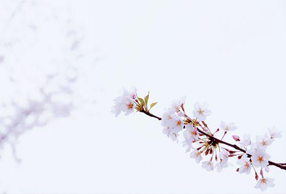 具体月份的桃花