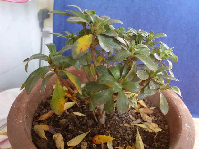 修剪得当， 叶子才不会黄