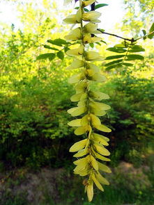 公路边的紫色花串串