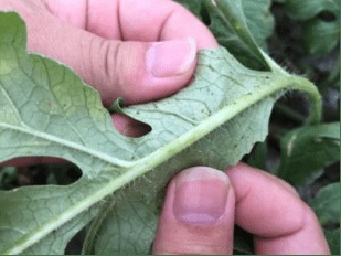 买农药的时候可得注意了别买错了