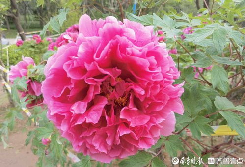 喜欢牡丹花吗？精选牡丹花真实照片大全
