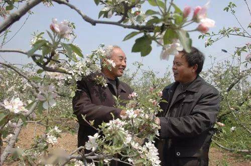 苹果树花露红时应该喷施哪种农药来防止花发红