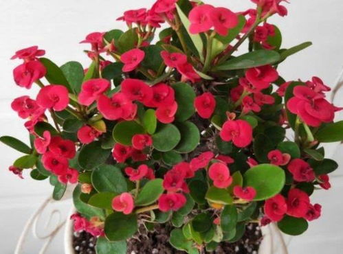 铁海棠浇水频率及注意事项