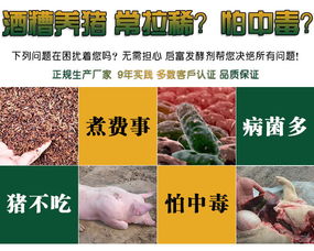 酒糟养猪真香，怎么喂才安全，避免中毒危害？