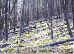 松林枯黄怎么办？试试甲维盐灭虫大法！