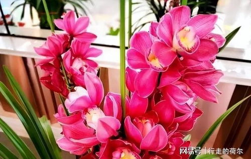 花色艳丽，香气浓郁