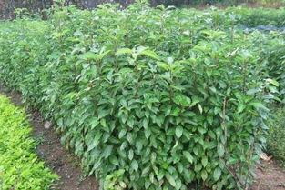 催芽，技术活儿