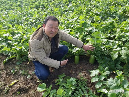萝卜种植要点：土壤、水分、温度、施肥等条件适宜