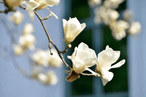 改土栽培的成功案例