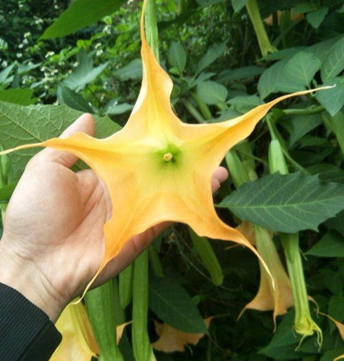 曼陀罗种植技巧，有毒花卉养护指南