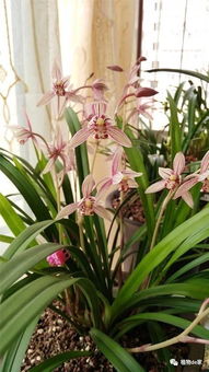 广月兰的价值：不仅仅是美观那么简单