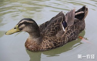 鸭关节炎是一种鸭类常见疾病，主要表现为关节肿胀、疼痛和运动障碍
