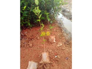 油茶苗种植：除草剂的选择与应用