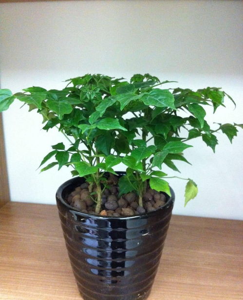 原因二：光线不足