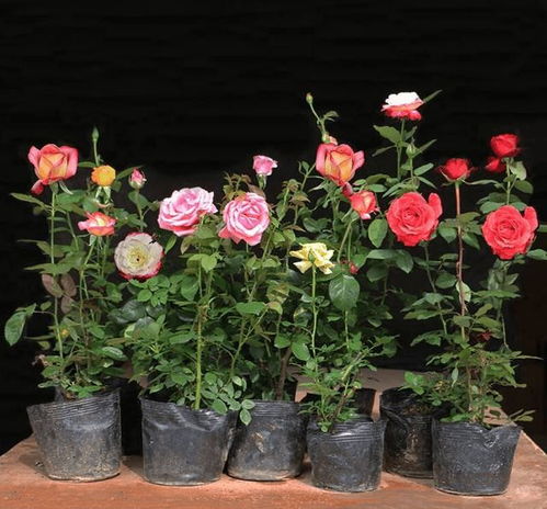 春季大花月季红蜘蛛防治全攻略