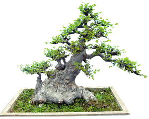 重庆特色盆景树种大揭秘