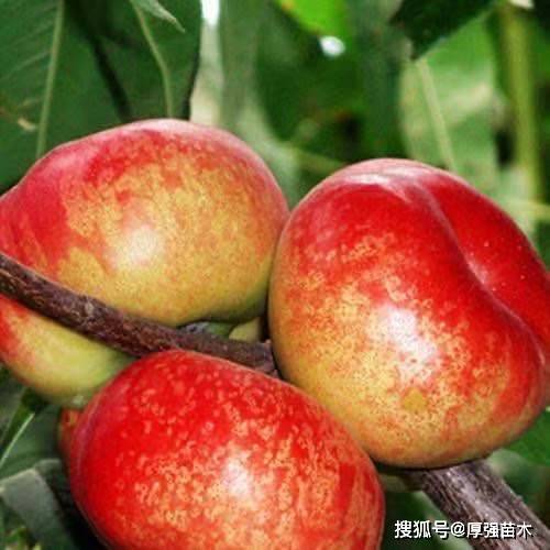 氧化乐果：浓度大了可不行