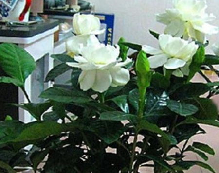 浇水与施肥， 栀子花的日常