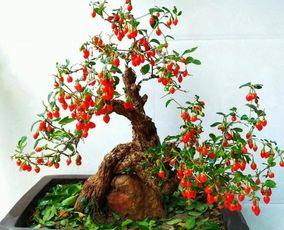 枸杞盆栽如何养护才能枝繁叶茂？