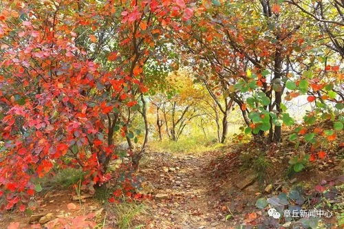 一般以春播为好， 播种方法要正确